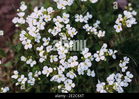 Weiße Blüten von arabis. Arabis caucasica ist eine Art blühender Pflanze. Arabis im Frühlingsgarten. Stockfoto