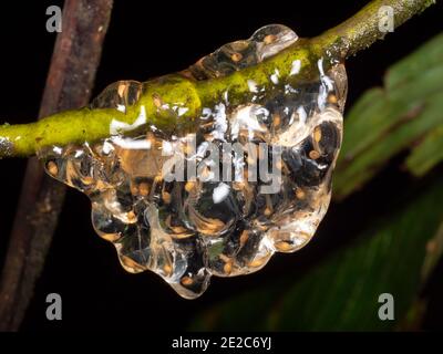 Eiermasse mit sich entwickelnden Kaulquappen eines kleinen Baumfrosches (Dendropsophus sp.), der über einem Regenwald-Teich im ecuadorianischen Amazonas schwebt Stockfoto