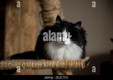 Eine wunderschöne schwarz-weiße Langhaarkatze mit grünen Augen, die in die Kamera blicken, während sie auf einem Kratzbaum in einer häuslichen Umgebung sitzt. Warmes Colo Stockfoto