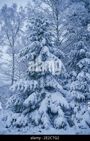 Winterlandschaft mit schneebedecktem Nadelbaum, vertikales Farbfoto Stockfoto