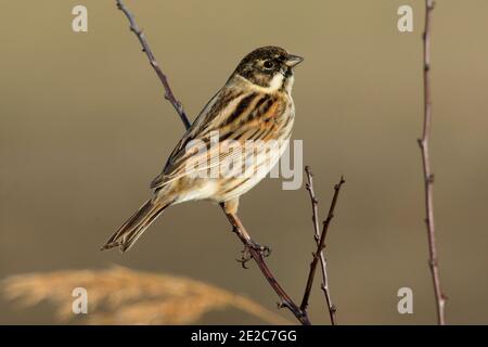 Male Reed Bunting, Emberiza schoeniclus, on branch, RSPB's Otmoor Reserve, Oxfordshire, 23. Februar 2019. Stockfoto