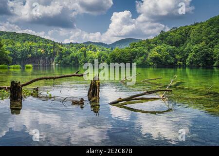 Enten- und Baumstämme im See mit Wasserfällen im Hintergrund. Grüner, üppiger Wald, Nationalpark Plitvicer Seen UNESCO Weltkulturerbe in Kroatien Stockfoto