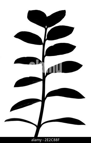 Schwarze Silhouette von Zamioculcas zamiifolia Pflanze auf weißem Hintergrund Stockfoto