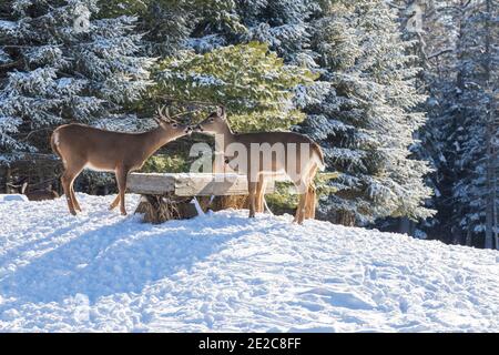 Männliche und weibliche Weißschwanzhirsche im Winter Stockfoto