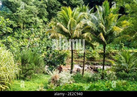 Landschaftsansicht auf dem Weg zu den Trafalgar Wasserfällen. Morne Trois Pitons National Park, UNESCO-Weltkulturerbe, Dominica, Leeward Islands Stockfoto