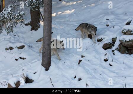 Nordwest-Wolfspaar im Winter Stockfoto