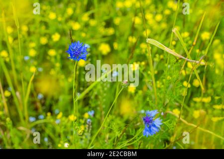 Grüne Sommerlandschaft mit blühenden Blumen auf der Wiese. Blaues Knusperkraut, Kornblumenblüte auf dem Feld Stockfoto