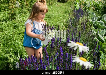 Baby Mädchen sammelt ein Bouquet von hausgemachtem Tee. Kamille, Minze und Zitronenmelisse. Natürliche Nahrung im Dorf Stockfoto