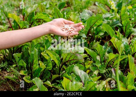 Landwirt, der jungen Pflanzen Granulatdünger gibt. Hand düngen Bio-Garten.Junge Rüben und Karotten.frisches Gemüse Stockfoto