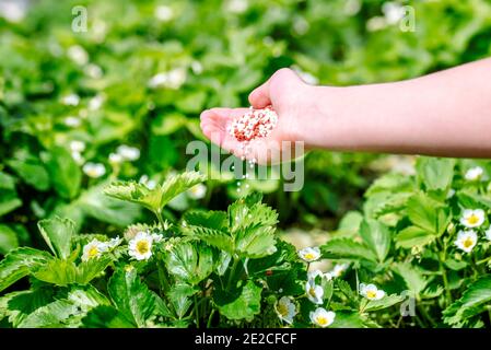 Landwirt, der jungen Erdbeerpflanzen Granulatdünger gibt. Hand düngen Bio-Garten.Blühende Erdbeeren. Stockfoto