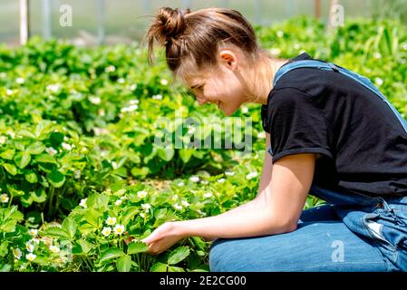 Landwirt, der jungen Erdbeerpflanzen Granulatdünger gibt. Hand düngen Bio-Garten.Blühende Erdbeeren. Stockfoto