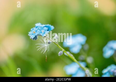 Violett blaue Blumen. Sommer Hintergrund. Forget-me-nots Makro. Regentropfen und Tau auf den Blütenblättern. Ein Löwenzahn Samen. Schöne Sommer Frühling Karte Stockfoto
