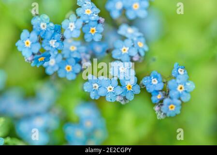 Violett blaue Blumen. Sommer Hintergrund. Forget-me-nots Makro. Regentropfen und Tau auf den Blütenblättern. Ein Löwenzahn Samen. Schöne Sommer Frühling Karte Stockfoto