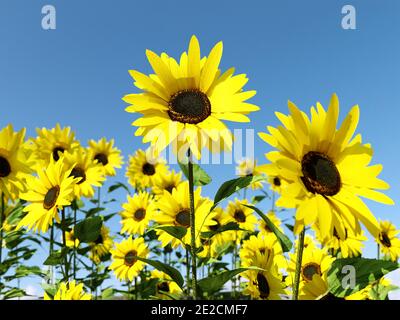 Feld von Sonnenblumen in Blüte gegen blauen Himmel Stockfoto