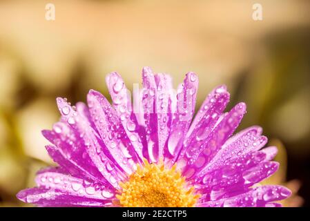 Eine halbe lila Blume. Blütenblätter nach dem Regen. Schöne Sommerkarte. Lila Gerbera Blume mit Tau Tropfen auf dem Hintergrund Stockfoto