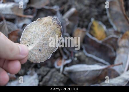 Gefrorener Leaf in der Hand eines Mannes, Frühwinterkonzept Stockfoto