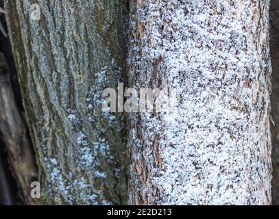 Eine dünne Schicht Schnee auf etwas Holz Stockfoto