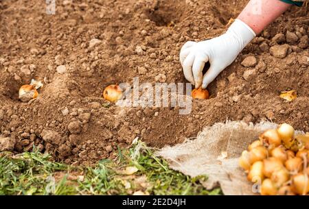 Pflanzung von Zwiebeln. Der Bauer in den Händen der Zwiebel, Landung im Boden. Anleitung Schritt für Schritt Gemüse auf den Betten Pflanzen Stockfoto