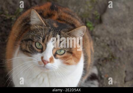 Eine sehr schöne dreifarbige Katze aus der Nähe Stockfoto