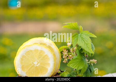 Die Zutaten für Kräutertee.Alternative Medizin und Prävention Johannisbeerblätter, frische Zitrone. Auf dem Hintergrund von grünem Gras, Bokeh verschwimmen. Stockfoto