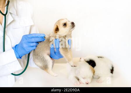 Tierarzt Überprüfung der Herzfrequenz des Welpen. Untersuchung eines Haustieres mit Stethoskop in einer Tierarztklinik.auf weißem Hintergrund Stockfoto