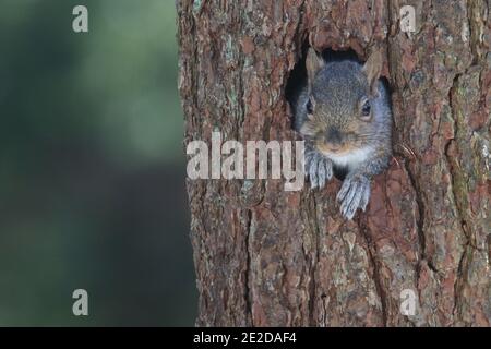 Ein Ostgrauer Eichhörnchen Sciurus carolinensis guckert aus einem Loch in einem Baumstamm Stockfoto