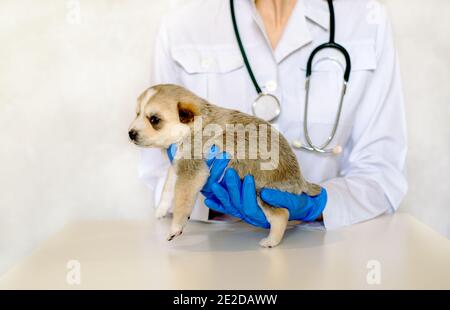 Tierarzt Untersuchung eines niedlichen Hund in der medizinischen Office.Pet Pflege in der Tierklinik. Hände eines jungen Spezialisten.Mongrel, reinrassig Hund Stockfoto