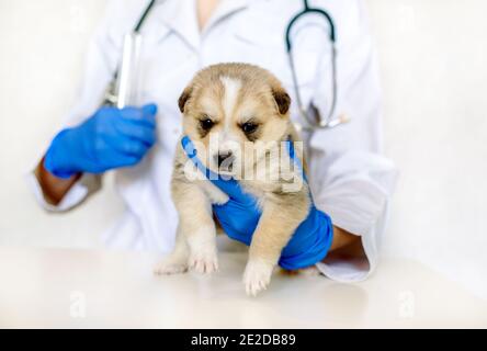Tierarzt hält ein paar niedliche Welpen. Nette neugeborene Hund schläft. Pflege und Behandlung, et clinic Stockfoto