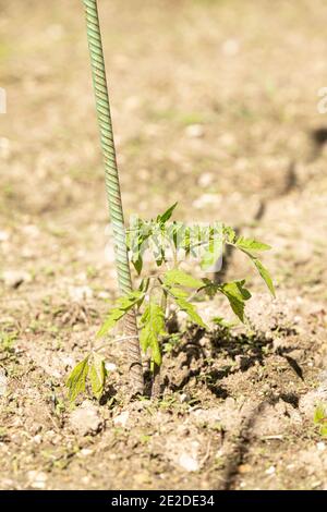 Junge Tomatenpflanze mit einem Einsatz in einem Garten Stockfoto