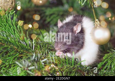 Haustiere im Haus.kleine niedliche graue Ratte auf weihnachtsbaum. Stockfoto