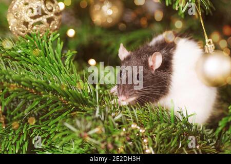 Haustiere im Haus.kleine niedliche graue Ratte auf weihnachtsbaum. Stockfoto