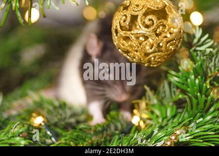 Haustiere im Haus.kleine niedliche graue Ratte auf weihnachtsbaum. Stockfoto