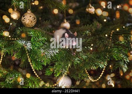 Haustiere im Haus.kleine niedliche graue Ratte auf weihnachtsbaum. Stockfoto