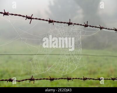 Spinnennetz auf Stacheldrahtzaun - Furela, Galicien, Spanien Stockfoto