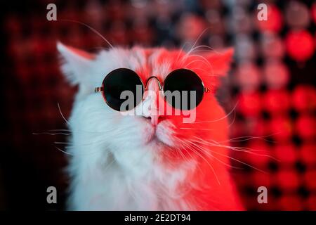 Portrait von Disco pelzigen Katze in Mode Brillen auf Studio Neon glänzende Wand. Luxuriöse inländische Kitty in Gläsern Posen auf silberrotem Hintergrund. Stockfoto