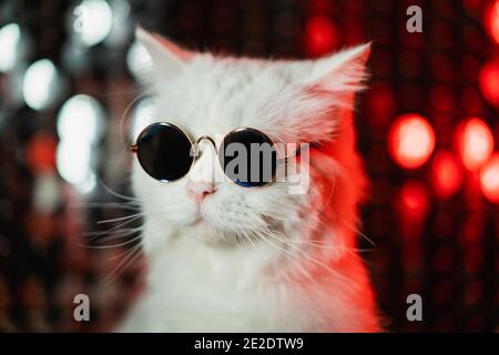 Portrait von Disco pelzigen Katze in Mode Brillen auf Studio Neon glänzende Wand. Luxuriöse inländische Kitty in Gläsern Posen auf silberrotem Hintergrund. Stockfoto