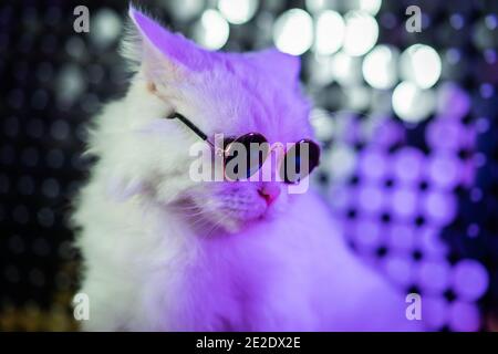 Luxuriöse inländische Kitty in Gläsern posiert auf lila Hintergrund.Porträt von weißen pelzigen Katze in Mode Brillen. Studio Neonlicht Stockfoto