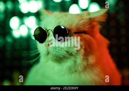Portrait von Disco pelzigen Katze in Mode Brillen auf Studio Neon glänzende Wand. Luxuriöse inländische Kitty in Brille Posen auf grünem Hintergrund. Stockfoto
