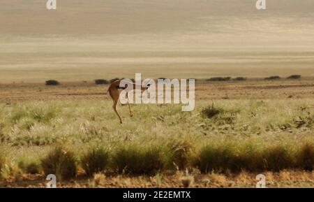 Springbok (Antidorcas marsupialis), Sossusvlei Sanddünen.Sossuvlei befindet sich neben dem Sesriem Canyon, im Namib Naukluft Park. Die Dünen erheben sich über 375 Meter über dem Fluss Tsauchab, der von Osten nach Westen fließt und in der Wüste wenige Kilometer vom Atlantik entfernt stirbt. Sie gehören zu den höchsten Dünen der Welt. Diese Dünen befinden sich auf einer alten versteinerten Wüste, die eine Sandsteinbasis bildet, Namibia, 2008. Springbok (Antidorcas marsupialis) ou euchore, Gazelle a poche dorsale, Dunes de sable de Sossulvlei. Sossuvlei se trouve à cote du Canyon de Sesriem, à l’Interieur du Stockfoto