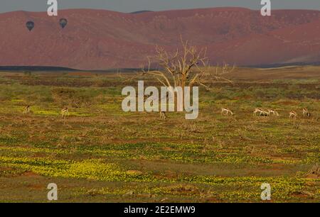 Springbok (Antidorcas marsupialis), Heißluftballons, Sossusvlei Sanddünen.Sossuvlei befindet sich neben dem Sesriem Canyon, im Namib Naukluft Park. Die Dünen erheben sich über 375 Meter über dem Fluss Tsauchab, der von Osten nach Westen fließt und in der Wüste wenige Kilometer vom Atlantik entfernt stirbt. Sie gehören zu den höchsten Dünen der Welt. Diese Dünen befinden sich auf einer alten versteinerten Wüste, die eine Sandsteinbasis bildet, Namibia, 2008. Springbok (Antidorcas marsupialis) ou ouchore, Gazelle a poche dorsale, montgolfieres, Dunes de sable de Sossulvlei. Sossuvlei se trouve à cote du Stockfoto