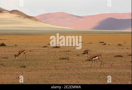 Springbok (Antidorcas marsupialis), Sossusvlei Sanddünen.Sossuvlei befindet sich neben dem Sesriem Canyon, im Namib Naukluft Park. Die Dünen erheben sich über 375 Meter über dem Fluss Tsauchab, der von Osten nach Westen fließt und in der Wüste wenige Kilometer vom Atlantik entfernt stirbt. Sie gehören zu den höchsten Dünen der Welt. Diese Dünen befinden sich auf einer alten versteinerten Wüste, die eine Sandsteinbasis bildet, Namibia, 2008. Springbok (Antidorcas marsupialis) ou euchore, Gazelle a poche dorsale, Dunes de sable de Sossulvlei. Sossuvlei se trouve à cote du Canyon de Sesriem, à l’Interieur du Stockfoto