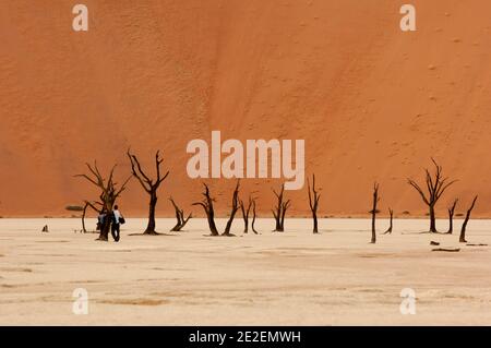 Sossusvlei Sanddünen und Kameldornbaum (Acacia erioloba) Sossuvlei befindet sich neben dem Sesriem Canyon, im Namib Naukluft Park. Die Dünen erheben sich über 375 Meter über dem Fluss Tsauchab, der von Osten nach Westen fließt und in der Wüste wenige Kilometer vom Atlantik entfernt stirbt. Sie gehören zu den höchsten Dünen der Welt. Diese Dünen befinden sich auf einer alten versteinerten Wüste, die eine Sandsteinbasis bildet, Namibia, 2008. Dunes de sable de Sossulvlei et acia à girafe(Acacia erioloba). Sossuvlei se trouve à cote du Canyon de Sesriem, à l’Interieur du Parc de Namib Naukluft. Les Dunes Stockfoto