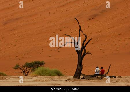 Sossusvlei Sanddünen und Kameldornbaum (Acacia erioloba) Sossuvlei befindet sich neben dem Sesriem Canyon, im Namib Naukluft Park. Die Dünen erheben sich über 375 Meter über dem Fluss Tsauchab, der von Osten nach Westen fließt und in der Wüste wenige Kilometer vom Atlantik entfernt stirbt. Sie gehören zu den höchsten Dünen der Welt. Diese Dünen befinden sich auf einer alten versteinerten Wüste, die eine Sandsteinbasis bildet, Namibia, 2008. Dunes de sable de Sossulvlei et acia à girafe(Acacia erioloba). Sossuvlei se trouve à cote du Canyon de Sesriem, à l’Interieur du Parc de Namib Naukluft. Les Dunes Stockfoto