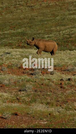 Black Rhino(Diceros bicornis), 'Desert Rhino Camp' das 'Desert Rhino Camp' befindet sich im privaten Reservat Palmwag im Nordwesten Namibias, zwischen Etosha und der Skeletonküste im Damaraland. Rhinocéros noir ou le häkeln à levres Rhinoceros (Diceros bicornis), 'Rhino Camp'. 'Desert Rhino Camp' situe dans la Reserve privee Palmwag, au nord-ouest de la Namibie, entre Etosha et la Skeleton Coast dans le Damaraland, 2008. Foto von David Lefranc/ABACAPRESS.COM Stockfoto