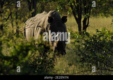 Weißes Nashorn (Ceratotherium simum) in 'The Ongava Game Reserve and the Etosha National Park'The Ongava Game Reserve, ist ein privates 30,000 Hektar großes Wildreservat, das an der südlichen Grenze des Etosha National Park, Namibia, liegt. Rhinoceros Blanc(Ceratotherium simum), 'Ongava Game Reserve and the Etosha National Park', Reserve privee de 30.000 Hektar qui est situee pres de la limite sud du Parc National d'Etosha, en Namibie , 2008. Foto von David Lefranc/ABACAPRESS.COM Stockfoto