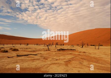 Sossusvlei Sanddünen und Kameldornbaum (Acacia erioloba) Sossuvlei befindet sich neben dem Sesriem Canyon, im Namib Naukluft Park. Die Dünen erheben sich über 375 Meter über dem Fluss Tsauchab, der von Osten nach Westen fließt und in der Wüste wenige Kilometer vom Atlantik entfernt stirbt. Sie gehören zu den höchsten Dünen der Welt. Diese Dünen befinden sich auf einer alten versteinerten Wüste, die eine Sandsteinbasis bildet, Namibia, 2008. Dunes de sable de Sossulvlei et acia à girafe(Acacia erioloba). Sossuvlei se trouve à cote du Canyon de Sesriem, à l’Interieur du Parc de Namib Naukluft. Les Dunes Stockfoto