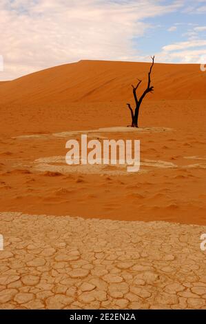 Sossusvlei Sanddünen und Kameldornbaum (Acacia erioloba) Sossuvlei befindet sich neben dem Sesriem Canyon, im Namib Naukluft Park. Die Dünen erheben sich über 375 Meter über dem Fluss Tsauchab, der von Osten nach Westen fließt und in der Wüste wenige Kilometer vom Atlantik entfernt stirbt. Sie gehören zu den höchsten Dünen der Welt. Diese Dünen befinden sich auf einer alten versteinerten Wüste, die eine Sandsteinbasis bildet, Namibia, 2008. Dunes de sable de Sossulvlei et acia à girafe(Acacia erioloba). Sossuvlei se trouve à cote du Canyon de Sesriem, à l’Interieur du Parc de Namib Naukluft. Les Dunes Stockfoto