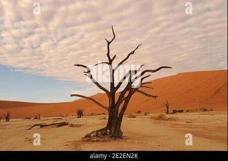 Sossusvlei Sanddünen und Kameldornbaum (Acacia erioloba) Sossuvlei befindet sich neben dem Sesriem Canyon, im Namib Naukluft Park. Die Dünen erheben sich über 375 Meter über dem Fluss Tsauchab, der von Osten nach Westen fließt und in der Wüste wenige Kilometer vom Atlantik entfernt stirbt. Sie gehören zu den höchsten Dünen der Welt. Diese Dünen befinden sich auf einer alten versteinerten Wüste, die eine Sandsteinbasis bildet, Namibia, 2008. Dunes de sable de Sossulvlei et acia à girafe(Acacia erioloba). Sossuvlei se trouve à cote du Canyon de Sesriem, à l’Interieur du Parc de Namib Naukluft. Les Dunes Stockfoto