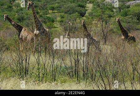 Giraffen (Giraffa camelopardalis) in 'The Ongava Game Reserve and the Etosha National Park'The Ongava Game Reserve, ist ein privates 30,000 Hektar großes Wildreservat, das an der südlichen Grenze des Etosha National Park, Namibia, liegt. Girafes (Giraffa camelopardalis), 'Ongava Game Reserve and the Etosha National Park', Reserve privee de 30.000 Hektar qui est situee pres de la limite sud du Parc National d'Etosha, en Namibie , 2008. Foto von David Lefranc/ABACAPRESS.COM Stockfoto