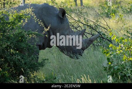 Weißes Nashorn (Ceratotherium simum) in 'The Ongava Game Reserve and the Etosha National Park'The Ongava Game Reserve, ist ein privates 30,000 Hektar großes Wildreservat, das an der südlichen Grenze des Etosha National Park, Namibia, liegt. Rhinoceros Blanc(Ceratotherium simum), 'Ongava Game Reserve and the Etosha National Park', Reserve privee de 30.000 Hektar qui est situee pres de la limite sud du Parc National d'Etosha, en Namibie , 2008. Foto von David Lefranc/ABACAPRESS.COM Stockfoto